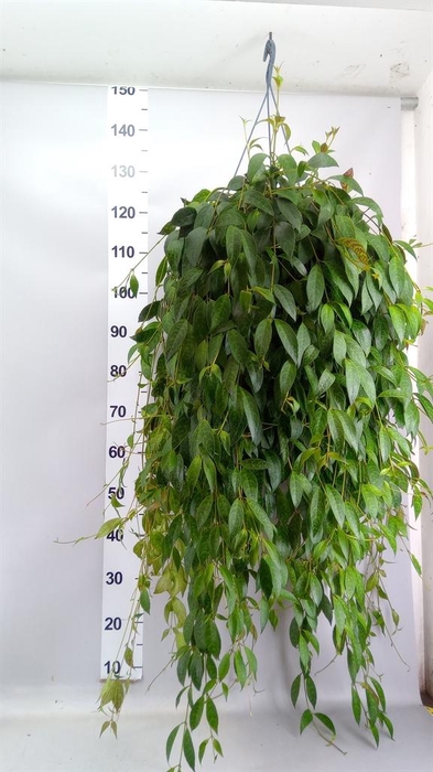 <h4>Aeschynanthus marmoratus</h4>