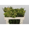 Kaaps Groen Baubles Young