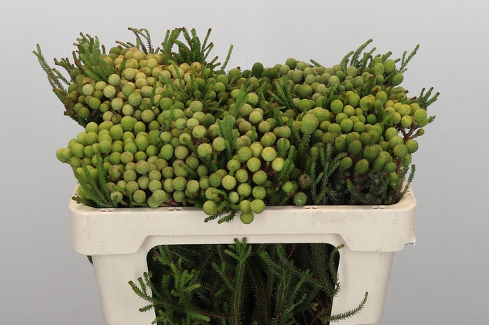 Kaaps Groen Baubles Young