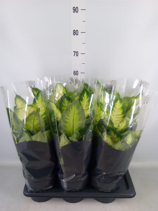 <h4>Dieffenbachia  'Camilla'</h4>