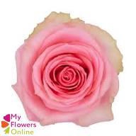 <h4>R Gr Flirty 50cm EC</h4>