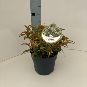 Leucothoe walteri 'Rainbow'