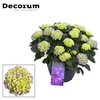 Hydrangea Blue in sierpot 20+ kop (Decorum)
