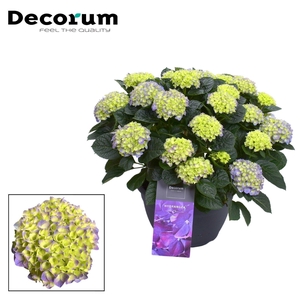 Hydrangea Blue in sierpot 20+ kop (Decorum)