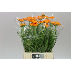 Calendula Of Green Spot Orange