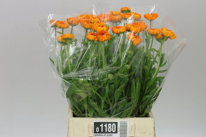 <h4>Calendula Of Green Spot Orange</h4>