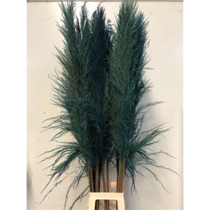 Cortaderia Turqoise