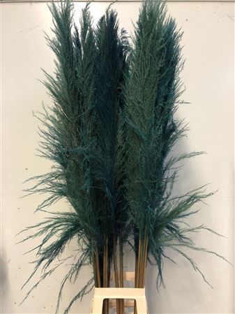 <h4>Cortaderia Turqoise</h4>