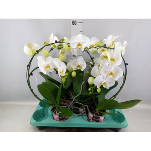 Phalaenopsis  'Elegant Cascade'