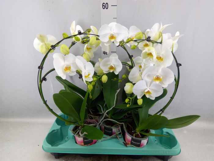 <h4>Phalaenopsis  'Elegant Cascade'</h4>