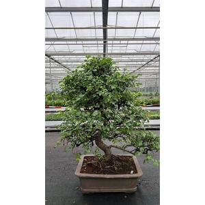 Zelkova parvifolia, pot 46 cm., height 90cm (single item)