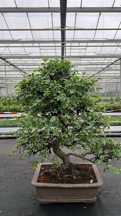 <h4>Zelkova parvifolia, pot 46 cm., height 90cm (single item)</h4>