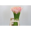 Zantedeschia Eydolls Salmon
