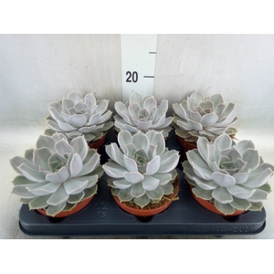 Echeveria lilacina