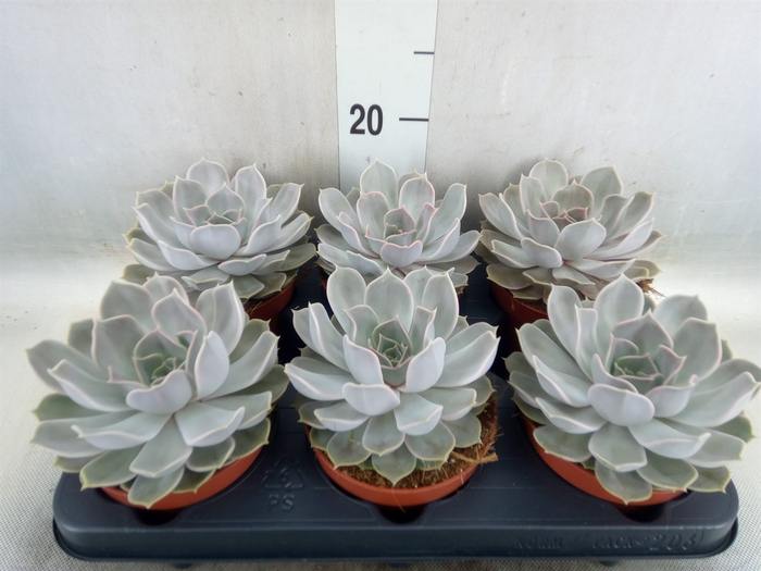 <h4>Echeveria lilacina</h4>