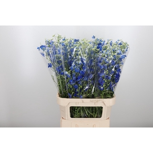Delphinium Be Volkerfrieden