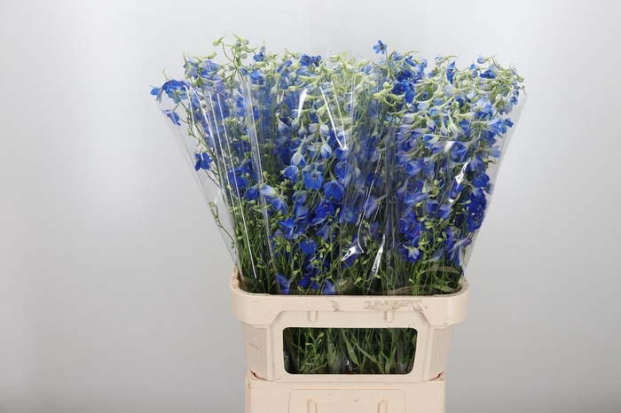 <h4>Delphinium Be Volkerfrieden</h4>