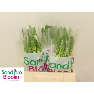 ORNIT THYRSOIDES MILKY WAY