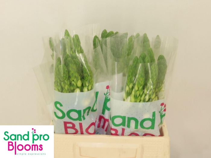 <h4>ORNIT THYRSOIDES MILKY WAY</h4>