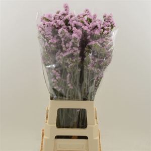 Statice Lucia Pink