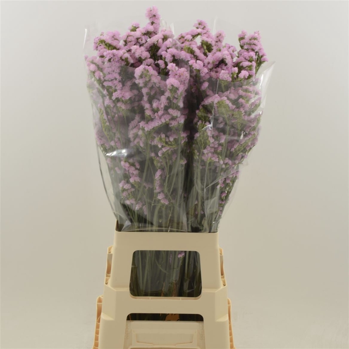 <h4>Statice Lucia Pink</h4>