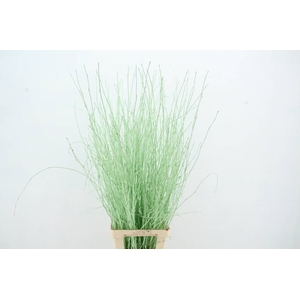 Betula Bs Mint Green FST