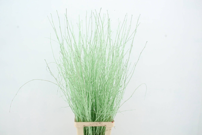 <h4>Betula Bs Mint Green FST</h4>