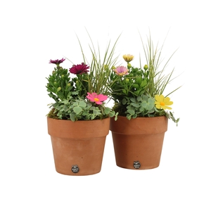 31696: Outdoor summer arrangement