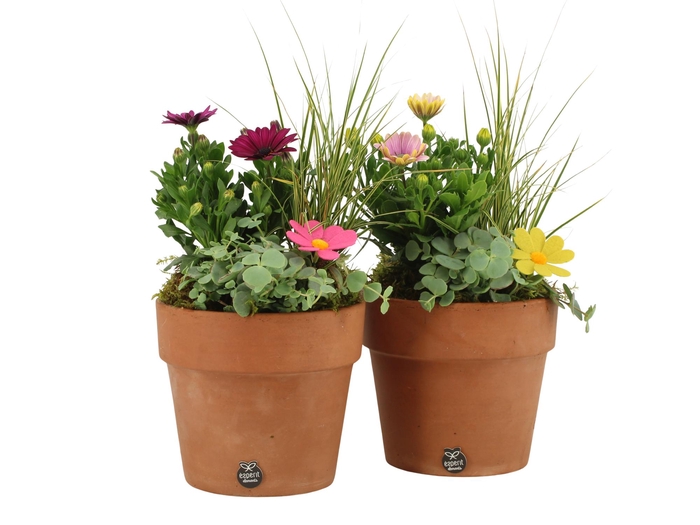 <h4>31696: Outdoor summer arrangement</h4>