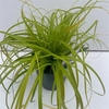 Carex oshimensis Evercolor Everillo