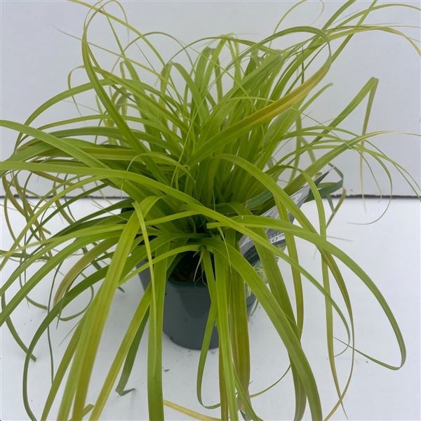 Carex oshimensis Evercolor Everillo