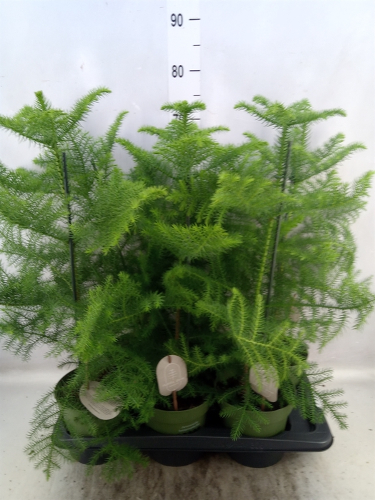 <h4>Araucaria heterophylla</h4>