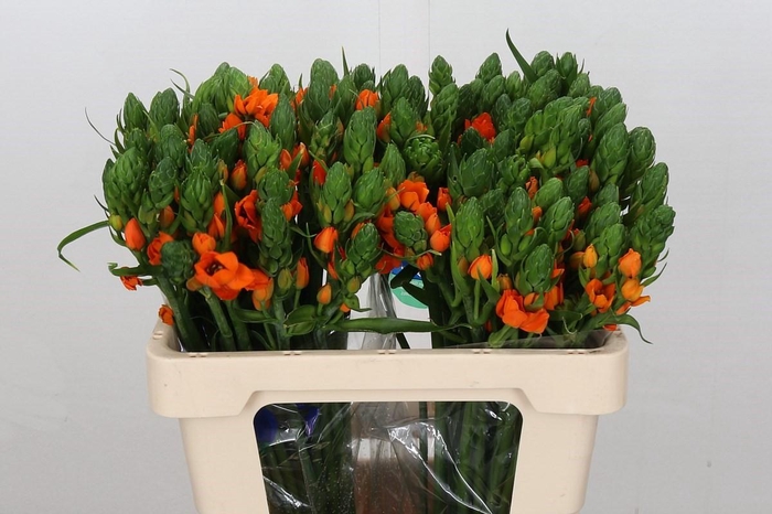 <h4>Ornithogalum Dubium Sunshine</h4>