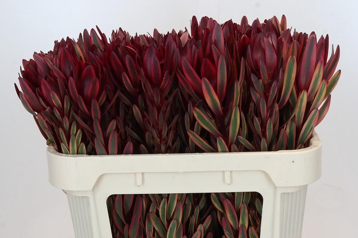 <h4>Leucadendron Jester</h4>