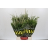 BQ Cape Greenmix