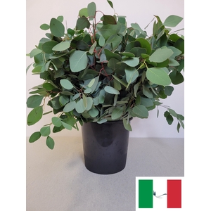 EUC POPULUS PER STEEL-IT-