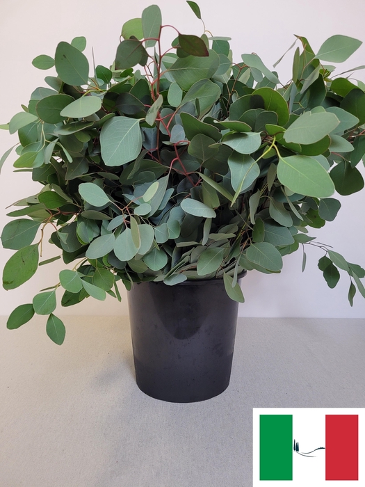 <h4>EUC POPULUS PER STEEL-IT-</h4>