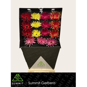 Gerbera Pastini Mix Pastini Diamond