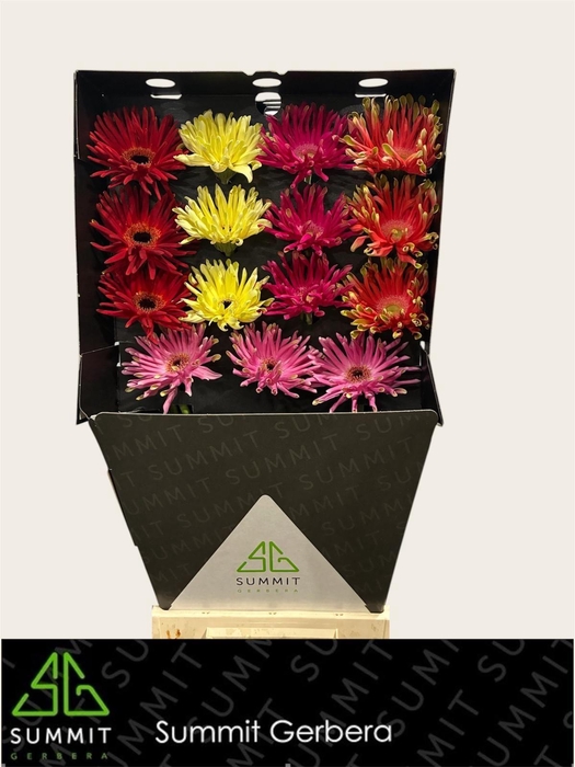 <h4>Gerbera Pastini Mix Pastini Diamond</h4>