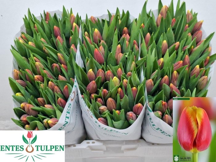 <h4>TU EN REPLAY</h4>