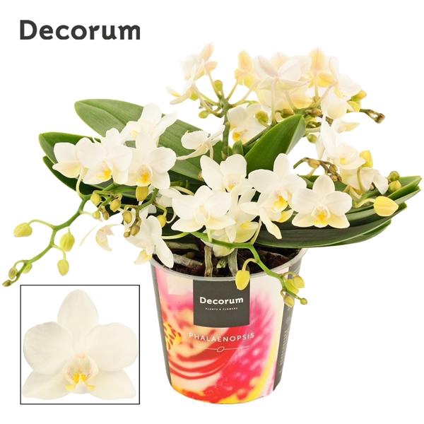 <h4>Phalaenopsis Multifloratypes Anthura Nazare</h4>