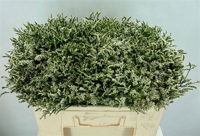 <h4>Lim Sin Sen Tip Top</h4>