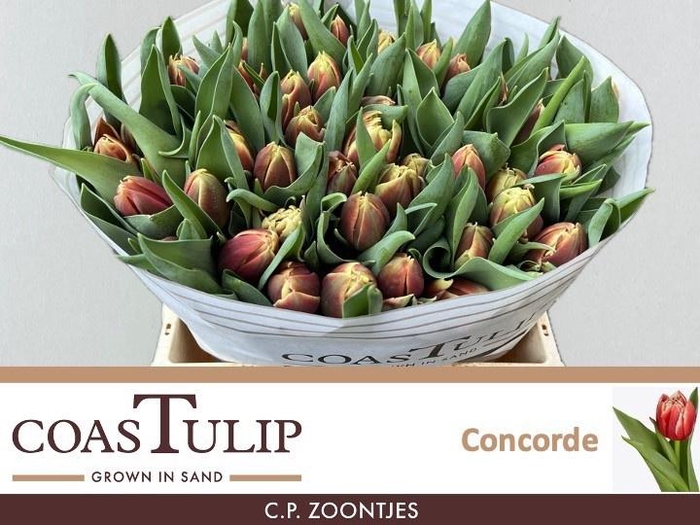 <h4>Tu Du Concorde</h4>