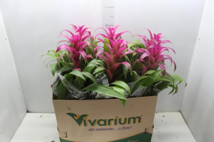 <h4>GUZMANIA VOILA P14</h4>