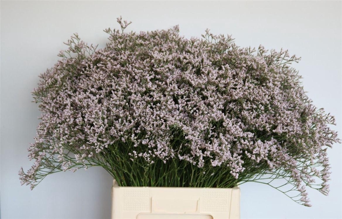 <h4>Lim Tall Pink Emille</h4>