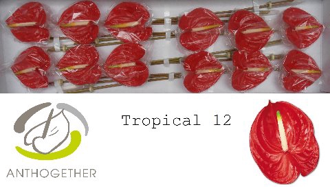 <h4>ANTH A TROPICAL 24 13 cm</h4>