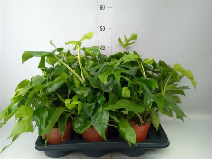 <h4>Monstera   ...</h4>