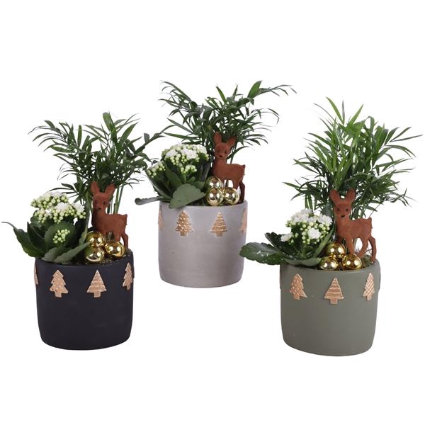 <h4>Christmas Arr. Indoor Ceramic Pot Round Christmastrees Ø14cm 2PP</h4>