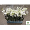 Phalaenopsis Cotton Duches 12Ø 50cm 3 Pędy