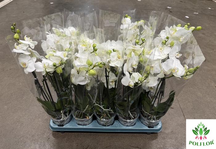 Phalaenopsis Cotton Duches 12Ø 50cm 3 Pędy